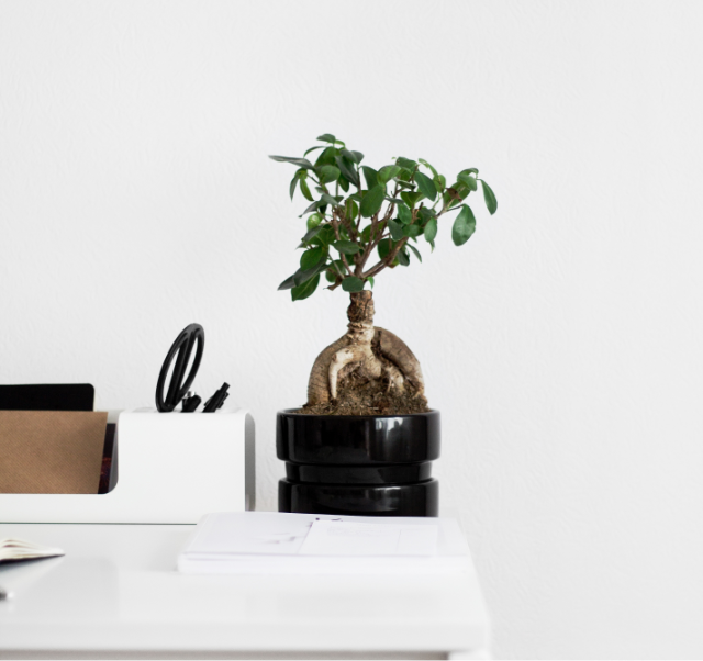Bonsai